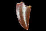 Serrated, Raptor Tooth - Real Dinosaur Tooth #98542-1